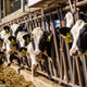 A lineup of cows at a Wisconsin dairy farm.
